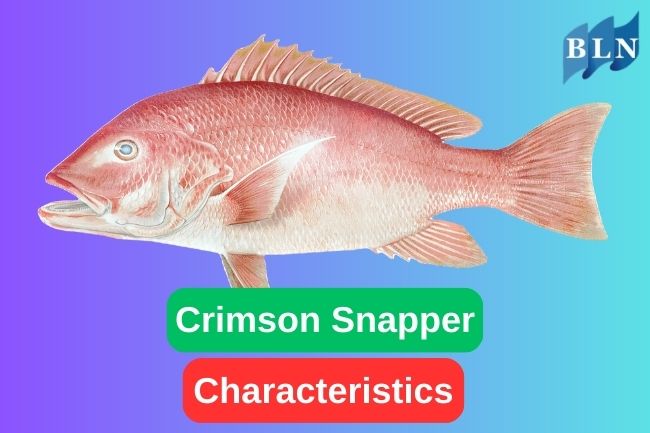 Take A Look At Crimson Snapper Characteristics